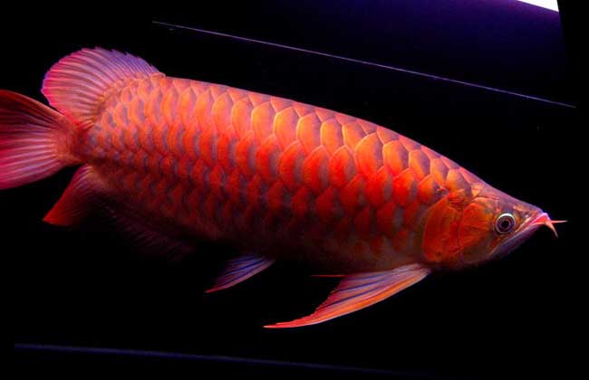 How much is the red dragon fish?