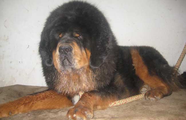 How much is a Chigu Tibetan mastiff?