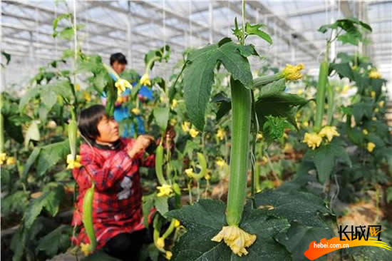 The farmhouse greenhouse holds up the green 