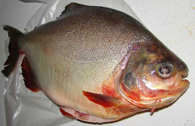 How much is the Pomfret per jin?