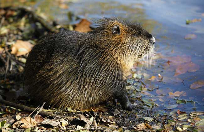 How much is the nutria per jin?