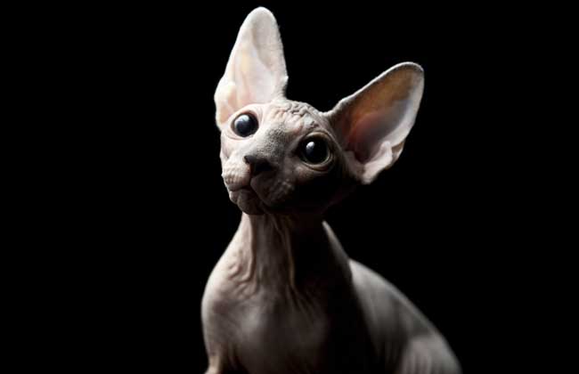 How much is a sphinx cat?