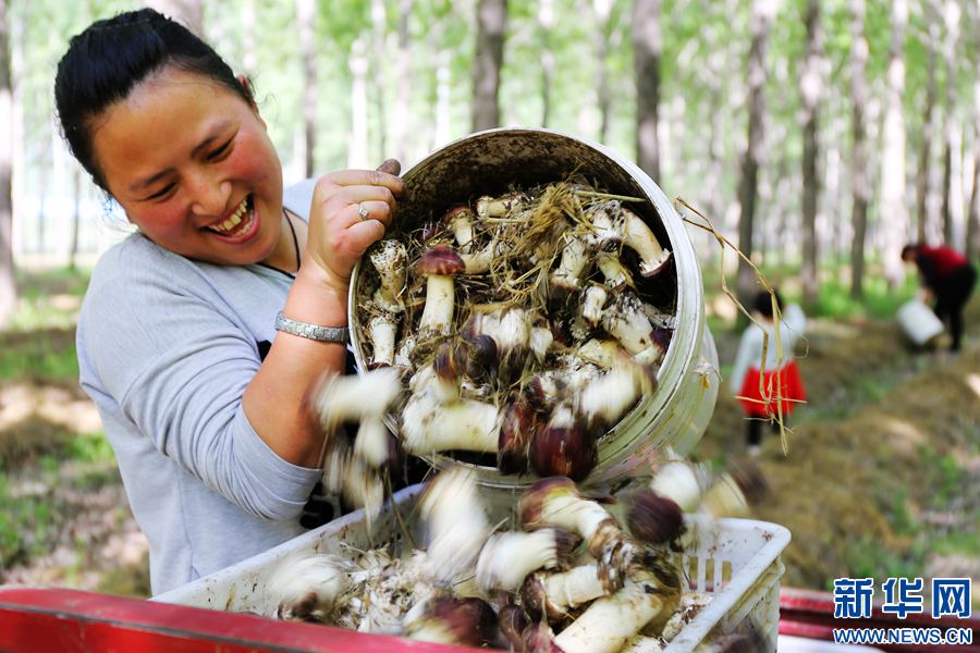 Henan Civil Rights: picking mushrooms and singing songs