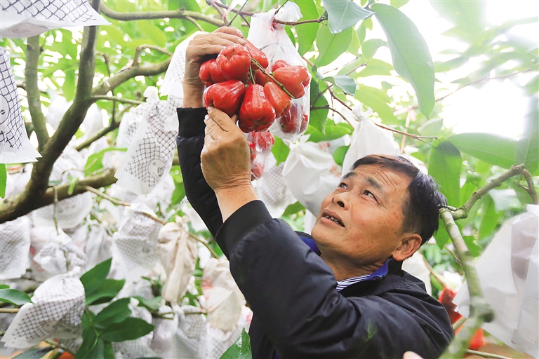 Poor families in Baitang Village of Ding'an get a good harvest by planting lotus fog.