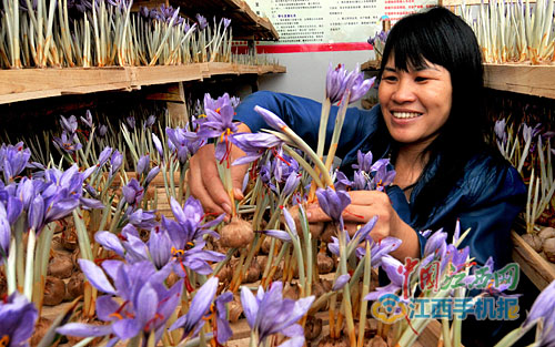 Zhang Danying pioneered the cultivation of saffron in Jiangxi Province and poor farmers embarked on the road to prosperity.