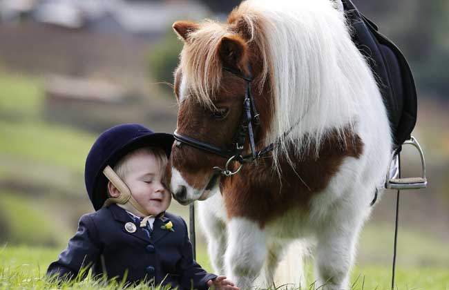 How much is a mini horse?