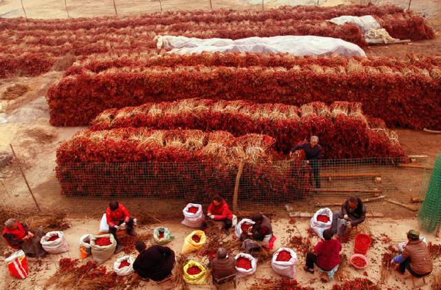 I am very excited to see the scene of collecting chili peppers in the countryside. Have you seen it?