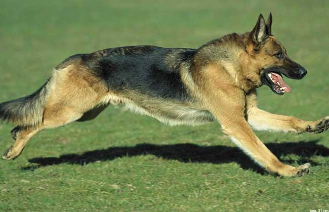 How much is a German shepherd?