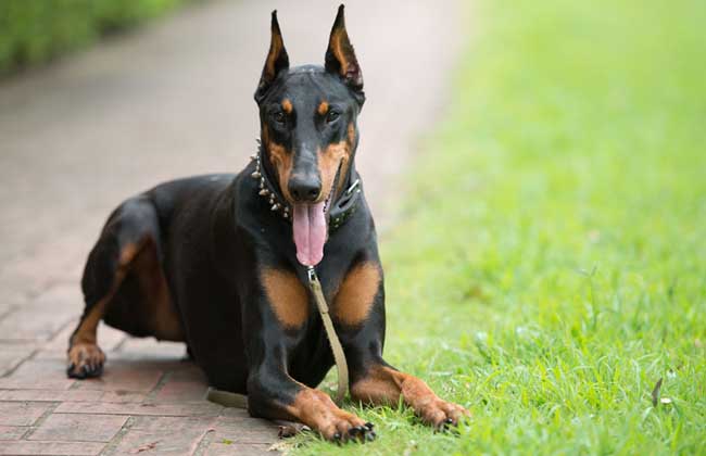 How much is a Doberman?