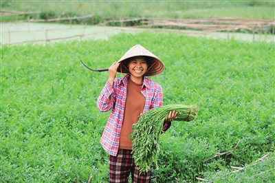 Zheng Weiying: water celery paves the way to get rich