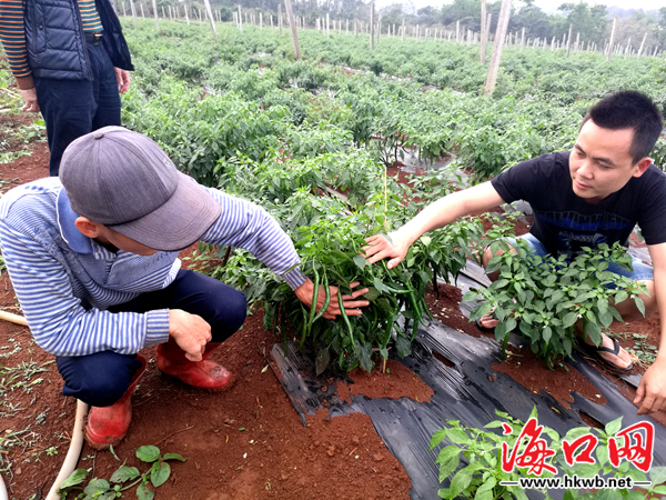 Farmers in Meilan District, Haikou, Hainan increase their income by killing two birds with one stone.