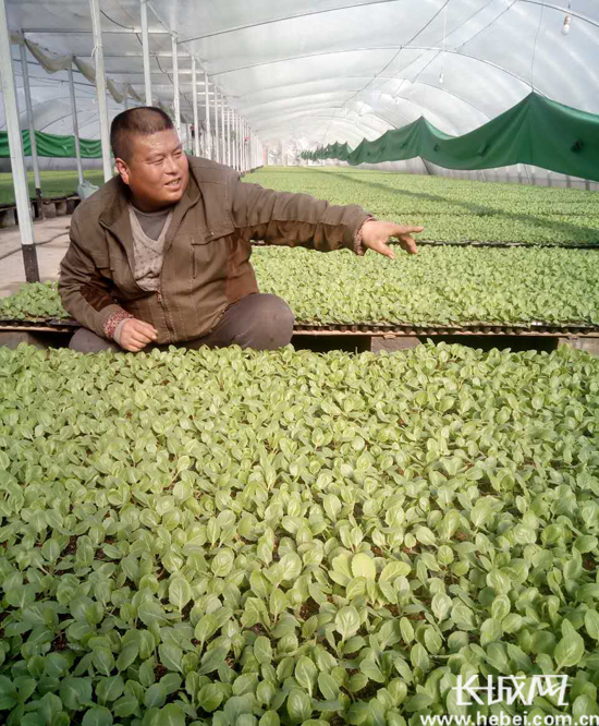 Nanhakou Village, Julu, Hebei Province: farmers are busy raising seedlings in a greenhouse