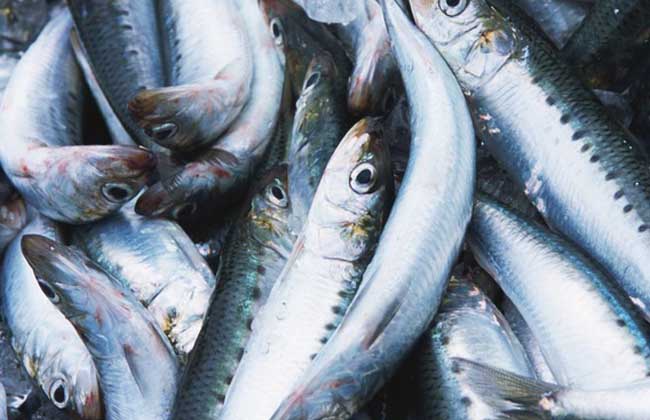 How much does sardine cost?