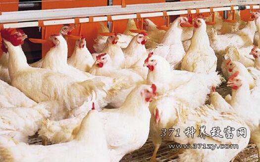 The chicken industry has been hit hard again. This year, the form of chicken raising is not optimistic.