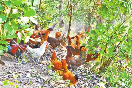 College student village officials raise native chickens under the forest to drive villagers out of poverty and become rich