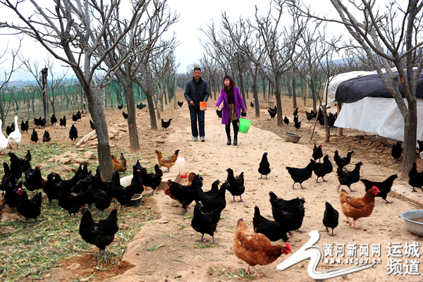 Wenxi Peasant: raising Black Chicken in Woodland on the Road to Wealth