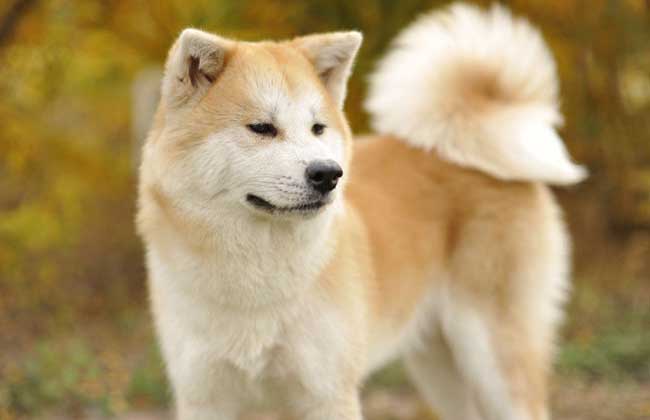 How much is a Japanese Akita dog?