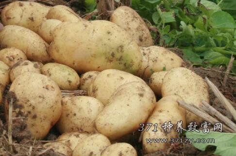 Forecast of Potato Market Price in 2017