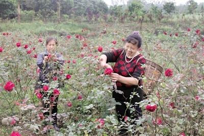 Zhu Yunfen embarked on the road to wealth by planting roses