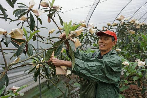 The introduction of agricultural technology into loquat orchards tasted the benefits of a bumper harvest.