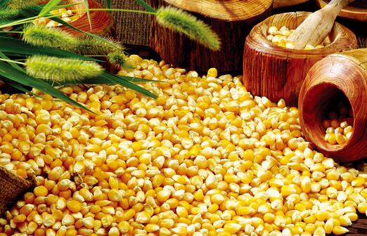 Cut the purchase price of corn six times in a row. Why did the price of corn fall again and again?