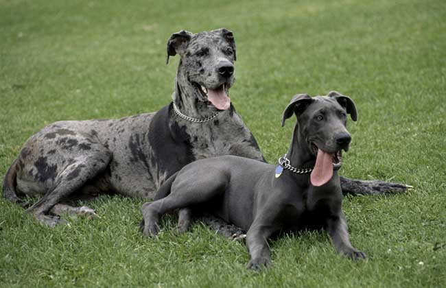 How much is a Great Dane?