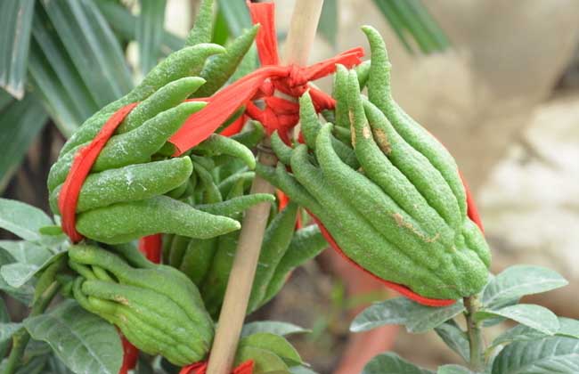 How much is a bergamot bonsai?