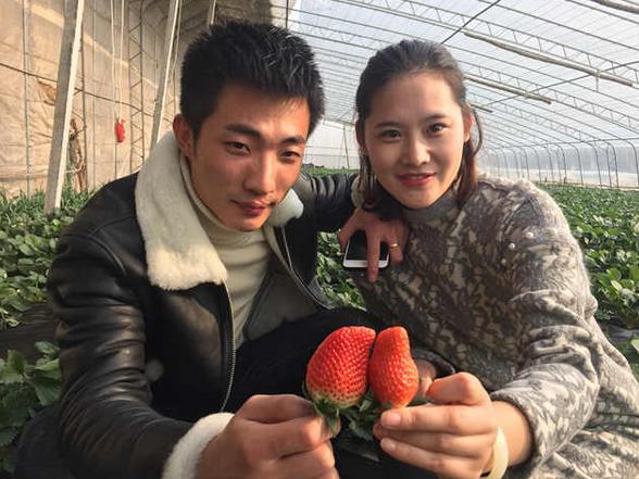 Pingdu strawberry greenhouse began to pick strawberries and grew up naturally after 52 days.