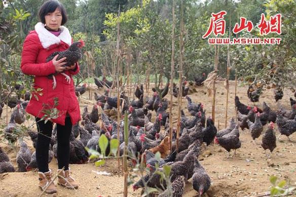 Huang Ying: raising ecological chickens to open up a way to get rich