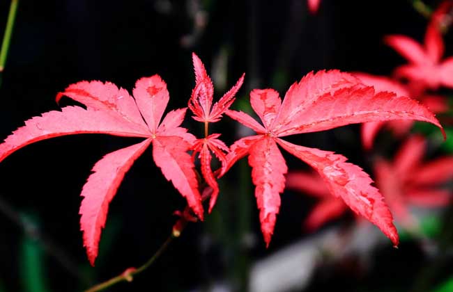 How much is the price of red maple seedlings?