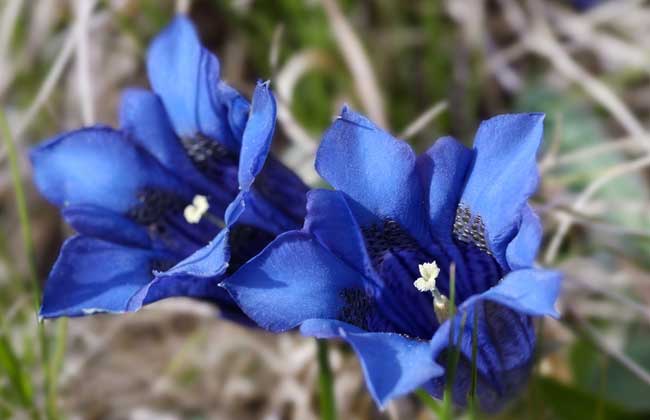 How much is the price of gentian?