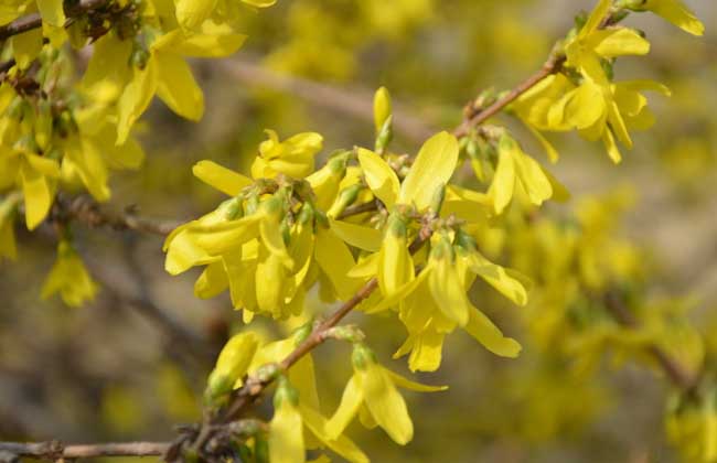 Market price of Forsythia suspensa