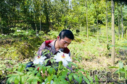 Open barren mountains and plant peonies. Post-90s boys let Tiantai Mountain blossom to become rich.