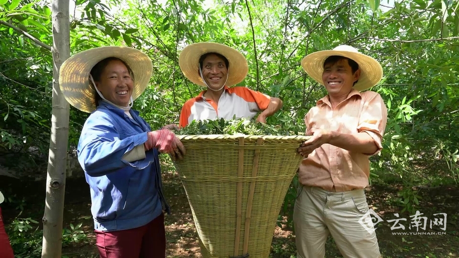 Pepper makes Guangming Village, Ludian, Zhaotong get rid of Poverty and become Rich