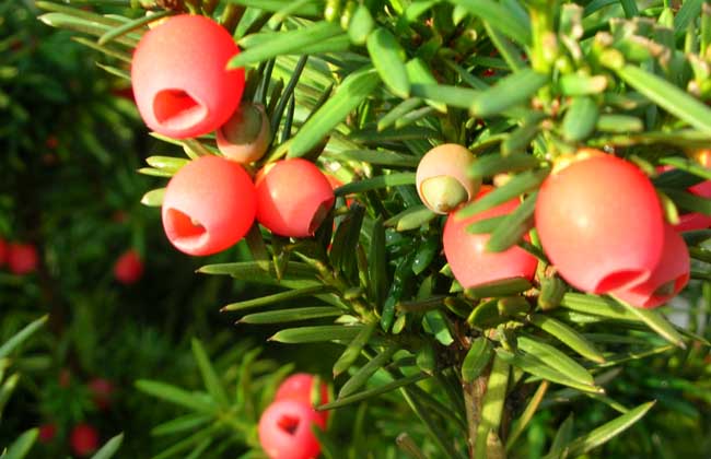 How much is a yew bonsai?