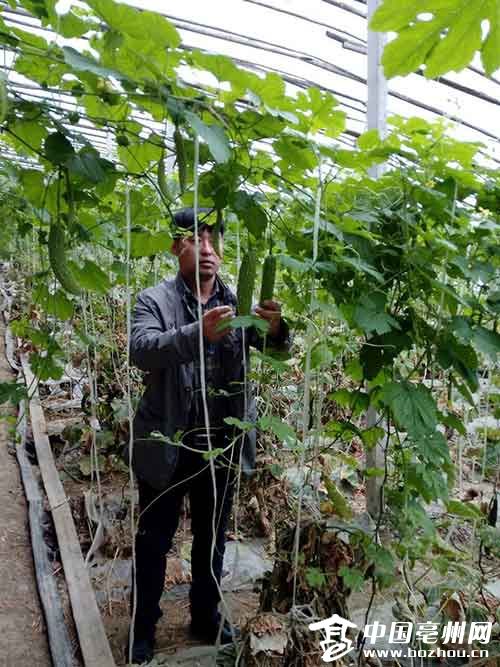 Tian Xianfeng: from a vegetable grower to a Rich Leader