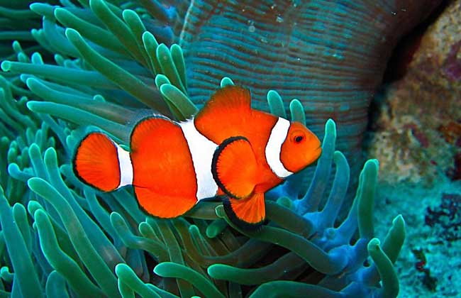 How much is the clown fish?