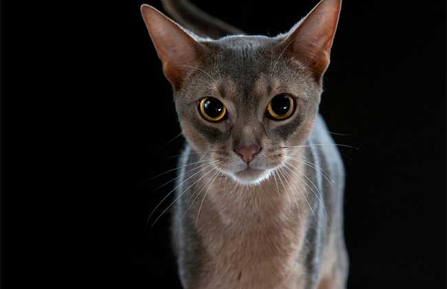 How much is the Abyssinian cat?