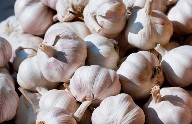 What is the yield of garlic per mu?