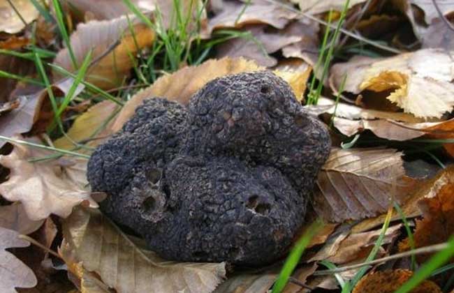 How much is the black truffle?