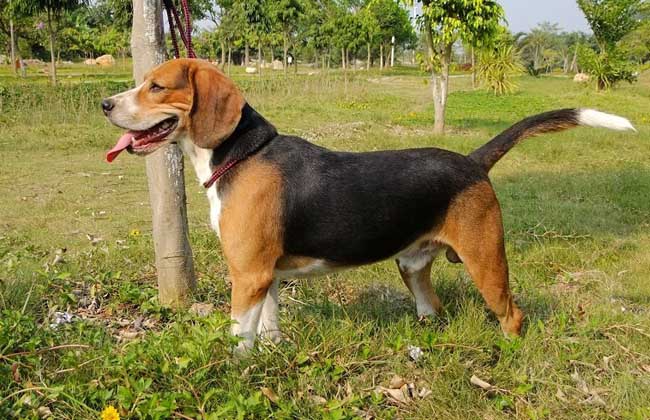 How much is a beagle?