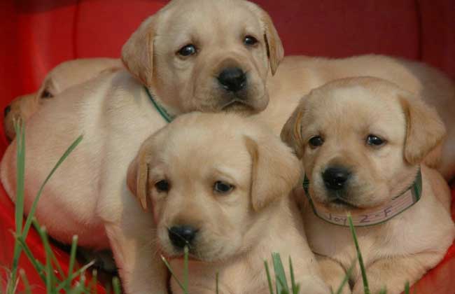 How much is a purebred labrador?