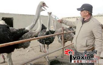 Bazhou ostrich breeding and incubation base drives farmers to get rich