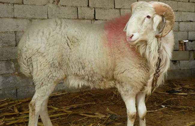 Market price of small-tailed Han sheep