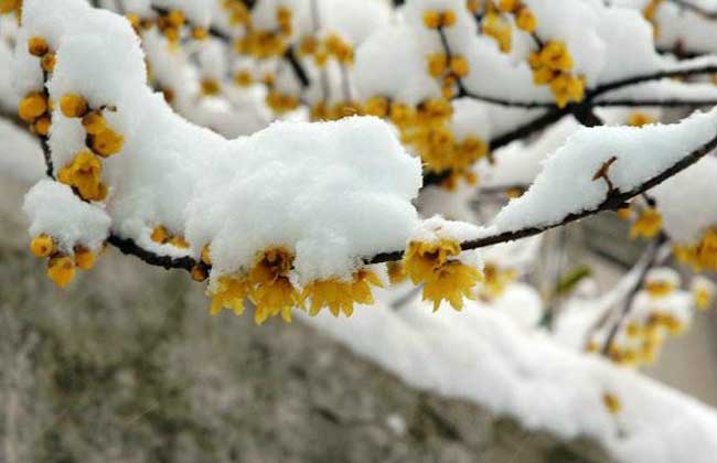 How much is a preserved plum tree?