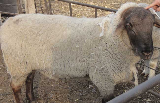 How much is a Suffolk sheep?