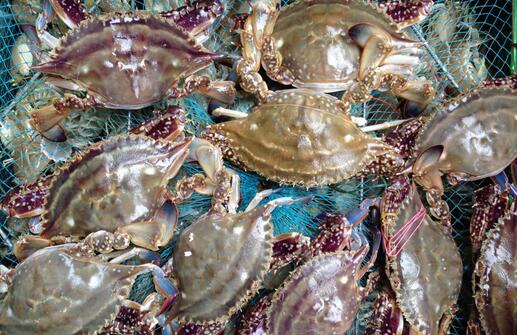 Why is there such a big difference in the price of sea crabs between the north and the south?