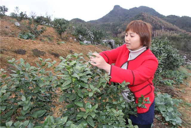 Liang Qingyan: changing the mode of farmers'