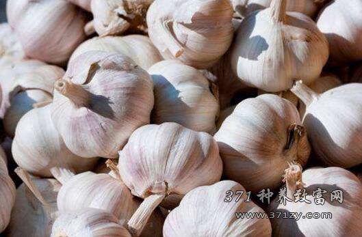 Analysis and Forecast of garlic Market Price in 2017