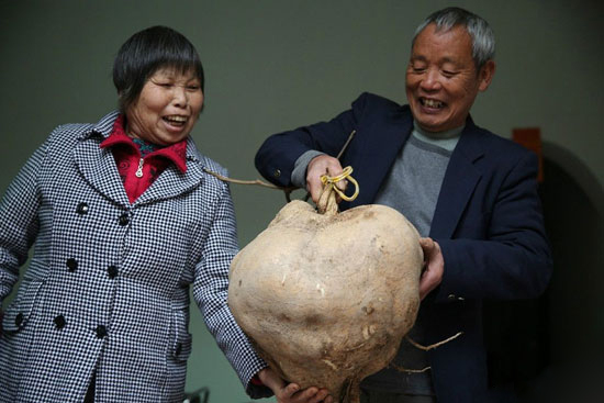 Zhongshan, Guangdong Province: 37 jin giant sweet potato planted in 2 years